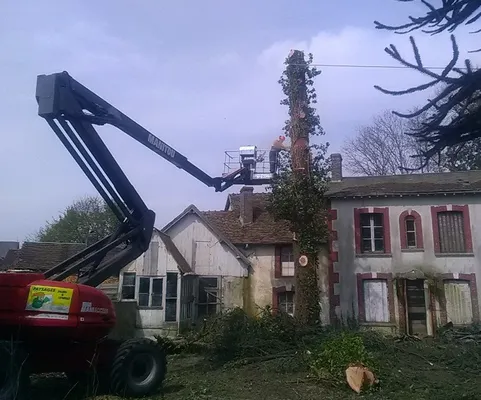 Taille de haie